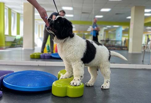 щенок занимается с хендлером, пока владелец на работе