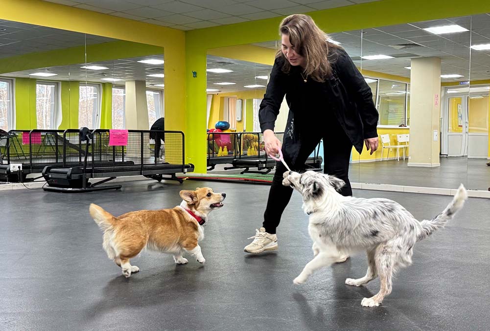 щенки играют и социализируются пока хозяин на работе