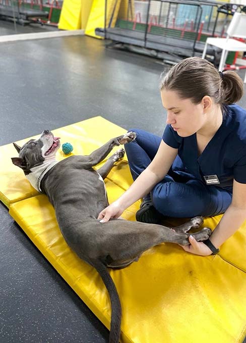 Молодая собака проходит реабилитацию в дневное время, а у владельца не болит голова, где оставить собаку