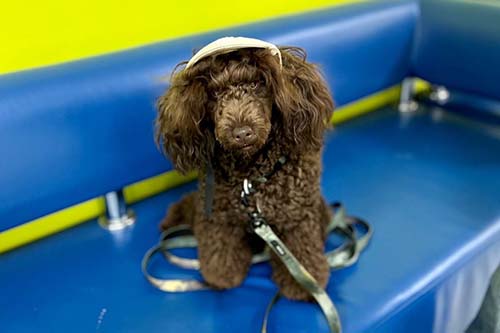 больше проблема как оставить собаку одну дома не стоит - приводите ее в наш детский сад