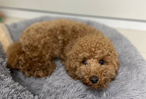 отдых в зоогостинице в комфортном номере тоже включен в программу дневного пребывания