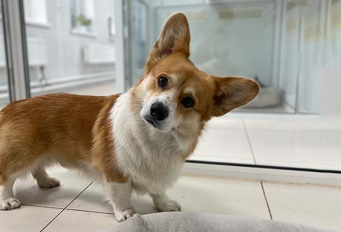 оставить собаку на передержку Екатеринбург