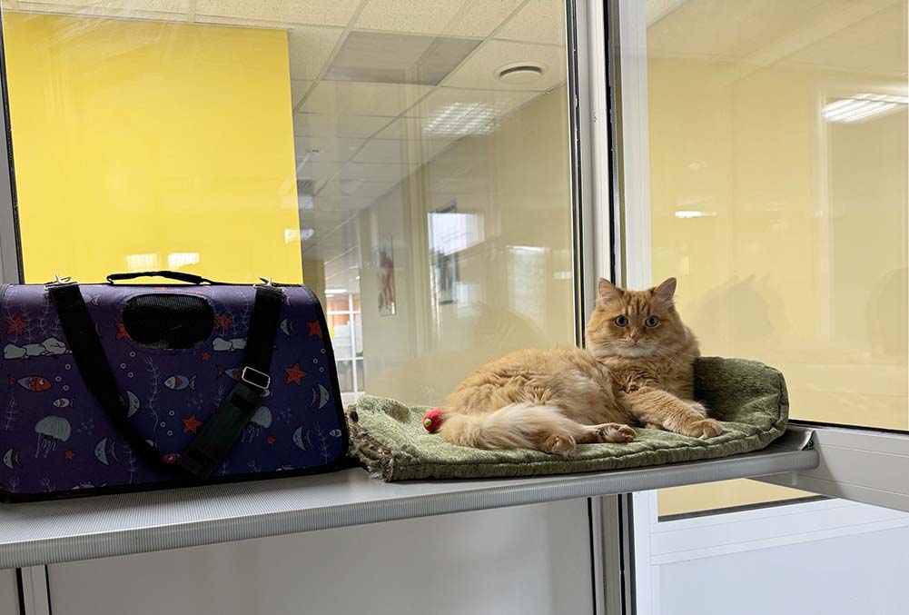 где оставить кошку на время отпуска? - в зоогостинице Фитнесдог