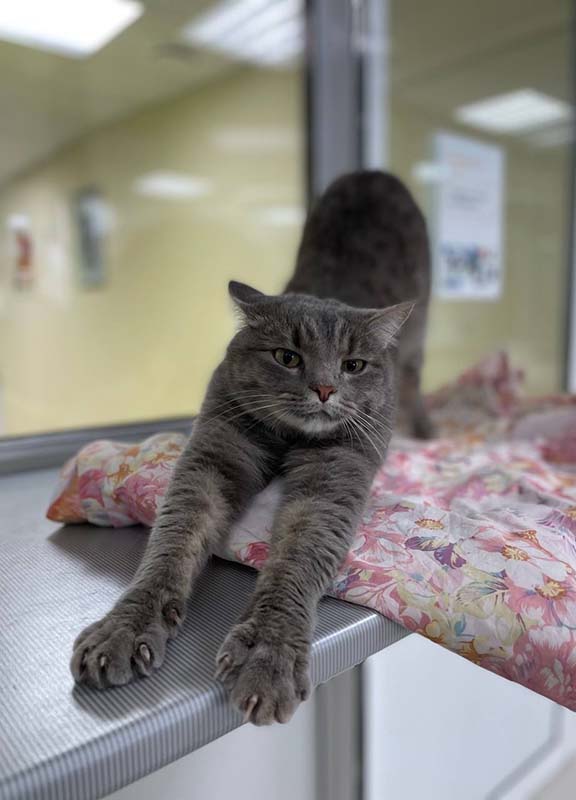 гостиница для кошек екатеринбург