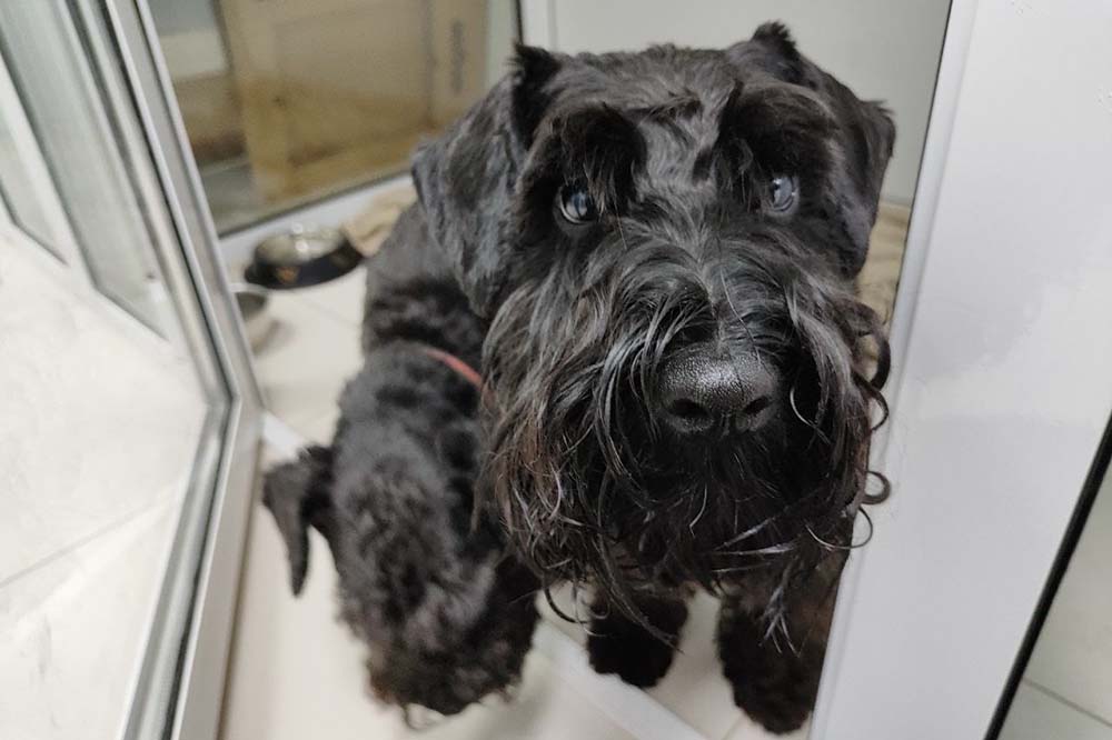 гостиница для собак в екб