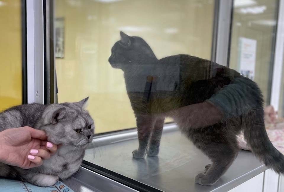 отель для собак и кошек