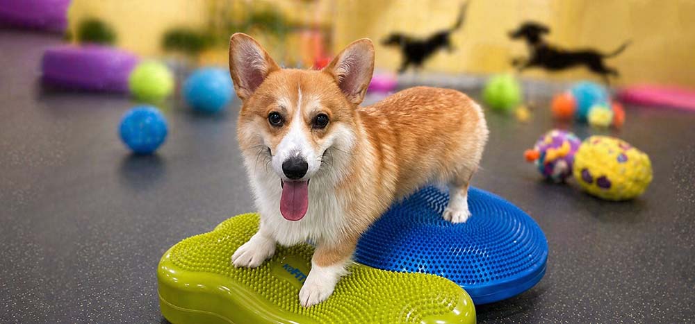 Детский сад для щенков